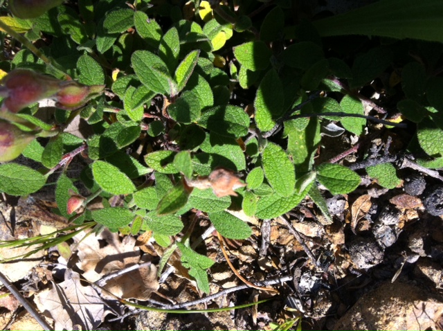 Cistus salvifolius